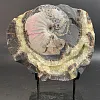 Аммонит Craspedodiskus discofalkatus  290х250 мм