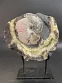 Аммонит Craspedodiskus discofalkatus  290х250 мм