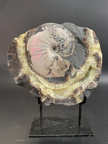 Аммонит Craspedodiskus discofalkatus  290х250 мм