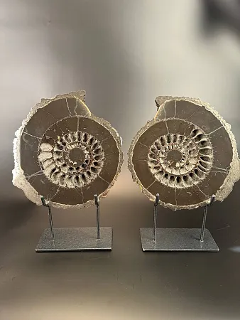 Аммонит Speetoniceras versicolor ПАРА  26 х 24 см