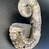Развернутый аммонит Audouliceras 215х140х50 мм