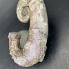 Развернутый аммонит Audouliceras 215х140х50 мм