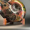 Аммонит Craspedodiskus discofalkatus красный перламутр 