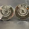 Аммонит пара Speetoniceras versicolor ПАРА 26х23 см