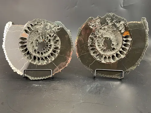 Аммонит пара Speetoniceras versicolor ПАРА 26х23 см