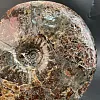 Аммонит Craspedodiskus discofalkatus  290х250 мм