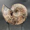 Аммонит Craspedodiskus discofakatus 190х160 мм