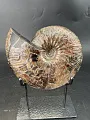 Аммонит Craspedodiskus discofakatus 190х160 мм