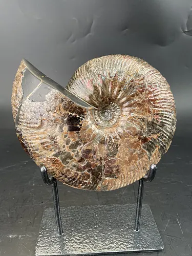 Аммонит Craspedodiskus discofakatus 190х160 мм