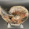 Аммонит Craspedodiskus discofakatus 190х160 мм