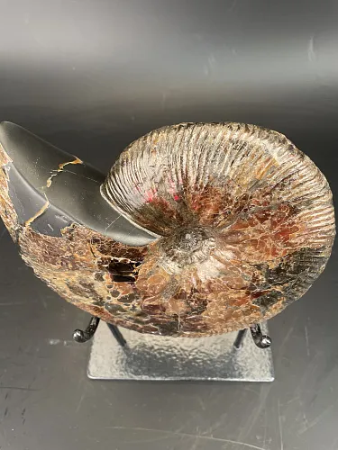 Аммонит Craspedodiskus discofakatus 190х160 мм