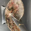 Аммонит Craspedodiskus discofakatus 190х160 мм