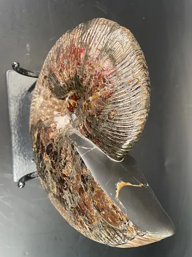 Аммонит Craspedodiskus discofakatus 190х160 мм