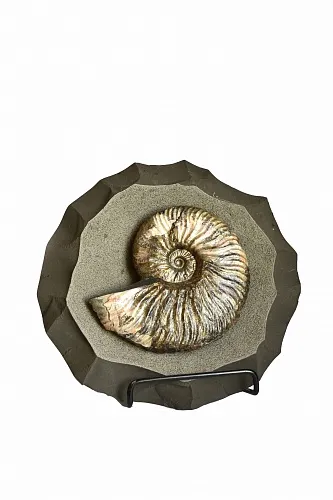 Панно с аммонитом Deshayesites sp. 17x5 см