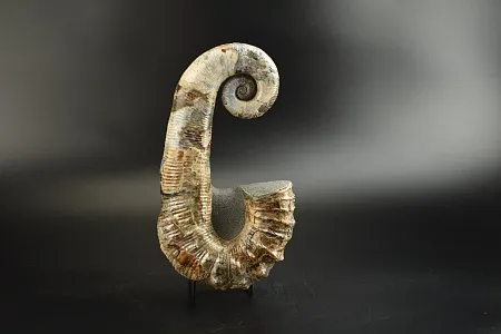 Аммонит Audouliceras sp. 24х13х6 см  арт.1187-1193