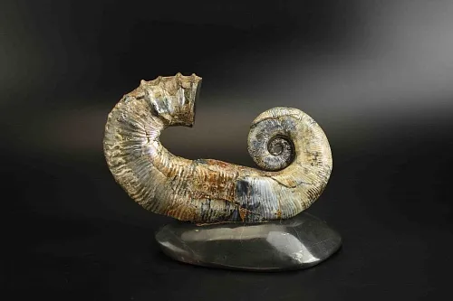 Аммонит Audouliceras sp. 21х13х4 см  арт.1155-1169