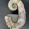 Развернутый аммонит Audouliceras 215х140х50 мм
