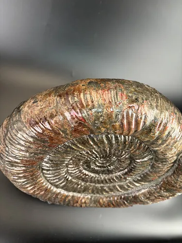 Аммонит Speetoniceras versicolor  450х360 см