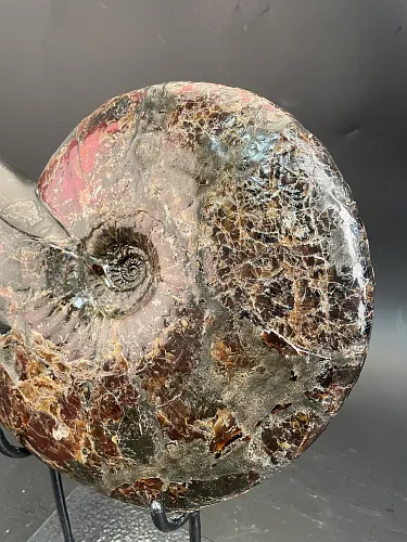 Аммонит Craspedodiskus discofalkatus  290х250 мм