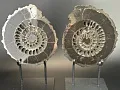 Аммонит Speetoniceras versicolor ПАРА 30х27 см