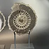 Аммонит Speetoniceras versicolor ПАРА 30х27 см