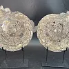 Аммонит Speetoniceras versicolor  ПАРА 28 х27 см 