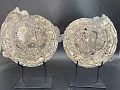 Аммонит Speetoniceras versicolor  ПАРА 28 х27 см 