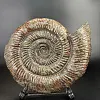 Аммонит Speetoniceras versicolor  450х360 см