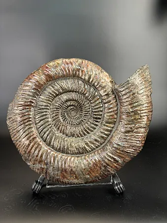 Аммонит Speetoniceras versicolor  450х360 см