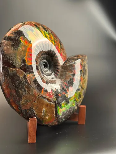 Аммонит Craspedodiskus discofalkatus красный перламутр 