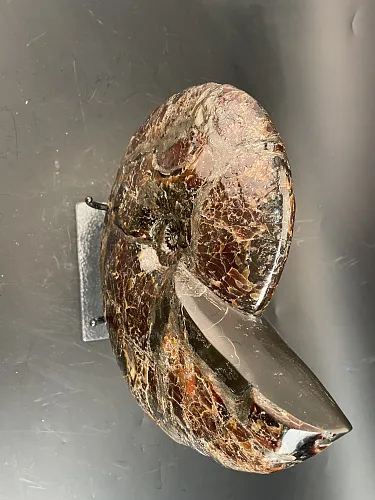 Аммонит Craspedodiskus discofalkatus  290х250 мм