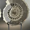 Аммонит Speetoniceras versicolor ПАРА 30х27 см
