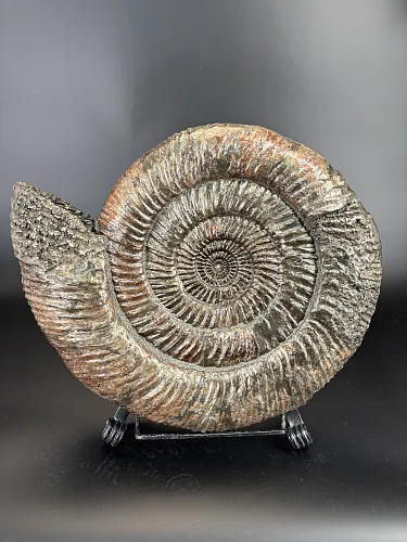 Аммонит Speetoniceras versicolor  450х360 см