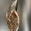 Аммонит Craspedodiskus discofalkatus  290х250 мм