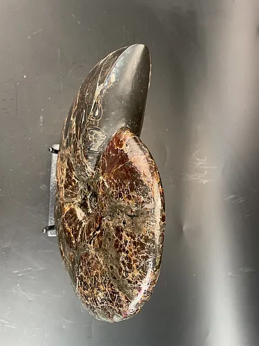 Аммонит Craspedodiskus discofalkatus  290х250 мм