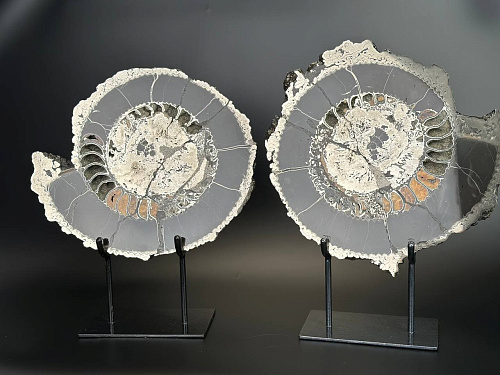 Аммонит Speetoniceras versicolor ПАРА 40х35 см