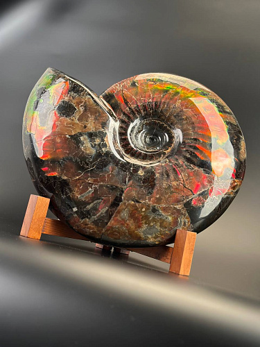 Аммонит Craspedodiskus discofalkatus красный перламутр 