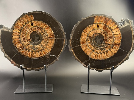 Аммонит Speetoniceras versicolor ПАРА 42х35 см