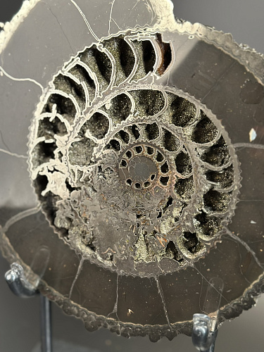 Аммонит Speetoniceras versicolor ПАРА 27х24 см 