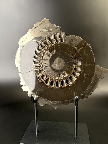 Аммонит Speetoniceras versicolor ПАРА 29х26 см 