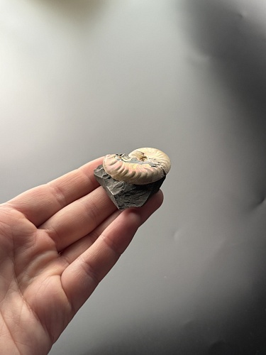 Аммонит Aconeceras trautscholdi 37х31 мм