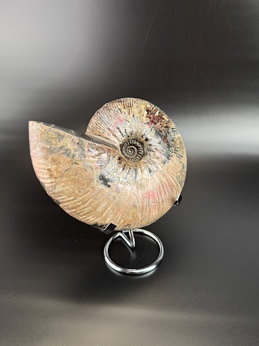 Аммонит Deshayesites  170х150 мм