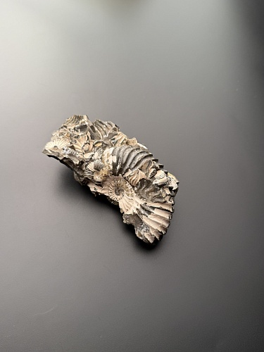 Аммонит Deshayesites volgensis 110 х 47 мм