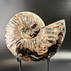 Аммонит Deshayesites imitator  29 х 24 см
