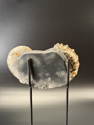 Развернутый аммонит Audouliceras 210х120х50 мм