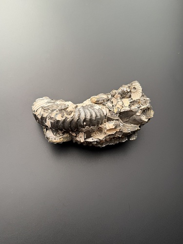 Аммонит Deshayesites volgensis 110 х 47 мм