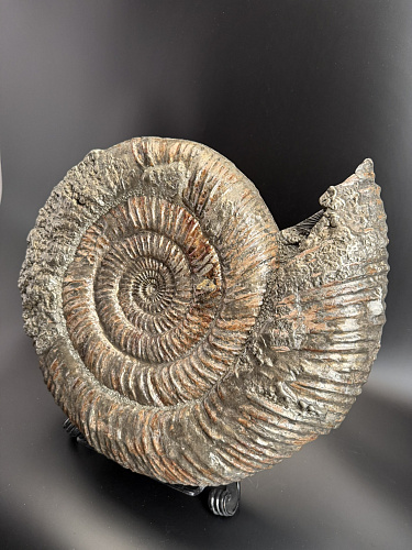 Аммонит Speetoniceras versicolor 49х40х15 см