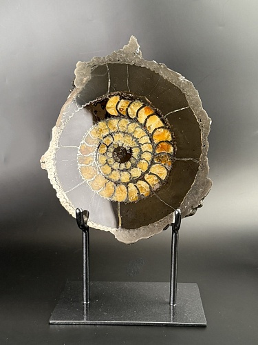 Аммонит Speetoniceras versicolor ПАРА 27х24 см 