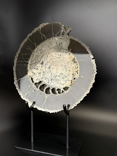 Аммонит Speetoniceras versicolor ПАРА 32х30 см