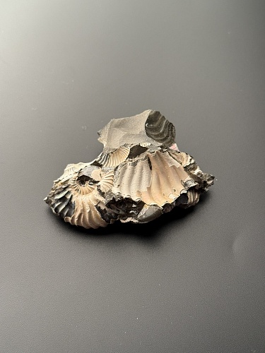 Аммонит Deshayesites volgensis 69х43 мм